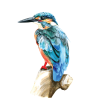 Choice image